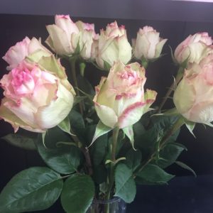 Rose-Rose-Fleurs