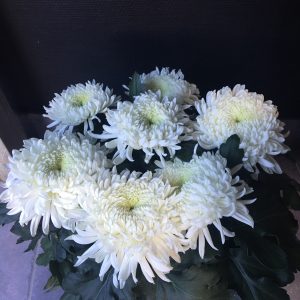 Chrysanthème 7 fleurs