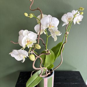 Orchidée blanche